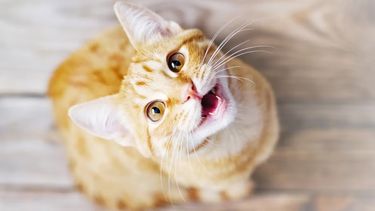 Los gatos buscar comunicarse a cada momento.
