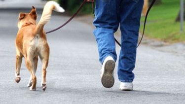 Capital continúa con la Tenencia responsable de Mascotas