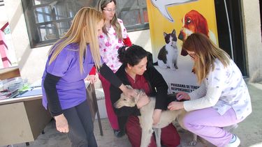 Vacunación masiva para luchar contra la rabia en animales