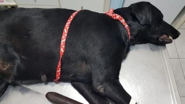 Indignación en las redes por el aberrante ataque a la perra violada en Caucete