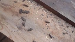 Impresionante: encontraron más de 20 vinchucas en una casa de Caucete