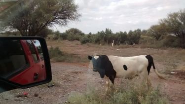 Lectores denuncian animales sueltos en la Ruta 40 Lectores denuncian animales sueltos en la Ruta 40