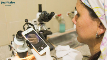 Un importante estudio realizado en San Juan ayuda a cuidar una especie de tortuga en peligro.