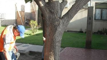 Colocan larvicidas y fumigan para prevenir reservorios de mosquitos