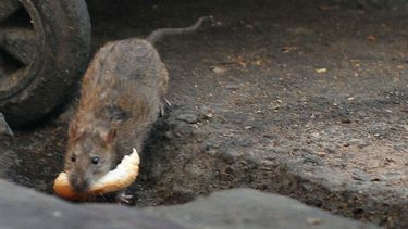 Ratas asesinas: los vecinos dicen que se comieron un perro