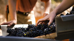 Angualasto (Iglesia) se prepara para una nueva edición de la Fiesta Departamental del Vino Patero.