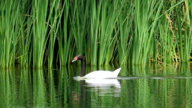 ¡Espectacular! Mirá qué bellas aves regresaron a San Juan