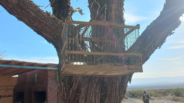 Un funcionario de Ambiente escribió un duro mensaje para los sanjuaninos que compran aves para mantenerlas en cautiverio.