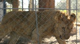 Murió el “Capitán”