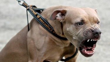 Qué pasó con la Ley Lara para controlar perros peligrosos en San Juan