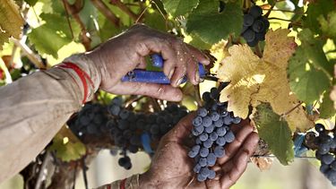 El 3 de mayo termina la cosecha