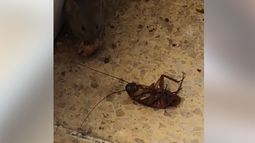 Video y revuelo: una rata alimentándose en un conocido patio de comidas