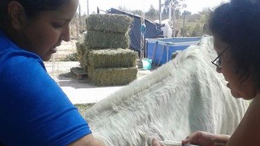 La rescatista de caballos