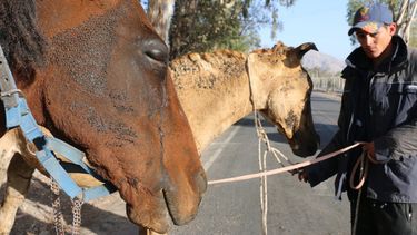 Una imagen que duele: caballos rescatados de una muerte cruel en la reserva ecológica