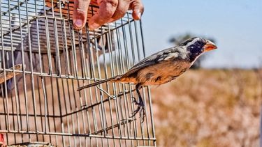 Liberaron 70 aves que fueron rescatadas por Ambiente