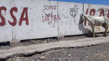 Furia en las redes por un caballo atado al rayo del sol, sin agua y sin comida