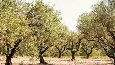 Por el mal olor, le pusieron una multa a una olivícola sanjuanina