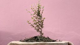 Los chicos de Un Jardín Seco han logrado germinar jarilla fuera de su hábitat natural.