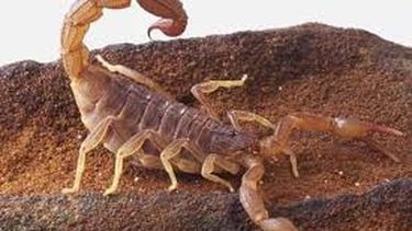 A una niña la picó un alacrán en Iglesia: tuvieron que trasladarla de urgencia