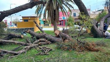 Talaron un algarrobo centenario en Jáchal y se enfureció la gente
