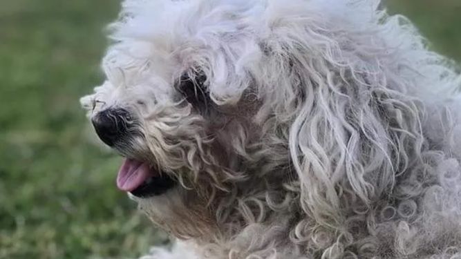 Una sanjuanina ofrece un celular de más de $20.000 para recuperar sus perritos perdidos