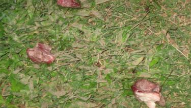 Un envenenamiento masivo de zorros casi se cobra la vida de un niño