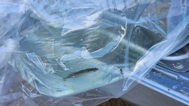 Sembraron 1.000 especies de pejerreyes en un importante dique sanjuanino