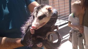 De La era del hielo directo a San Juan: esta es la zarigüeya que apareció en un colegio de Capital