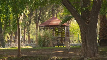 Una nueve especie en el Faunístico