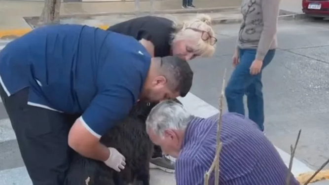 Impactante: vecinos salvaron a un perro con un hierro clavado
