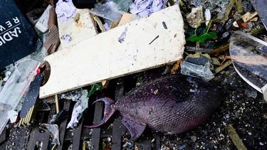 Estalló el acuario cilíndrico más grande del mundo: impresionantes imágenes