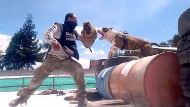 Vuelven a presentar una ley para regular la tenencia de Pitbull