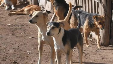 Una mujer fue atacada por dos perros en Albardón. Imagen ilustrativa.