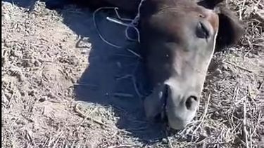 Denuncian un nuevo caso de maltrato animal en 25 de Mayo: hallaron un caballo mutilado