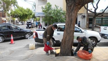 Comenzar a tratar y sanar los árboles de la calle Mitre
