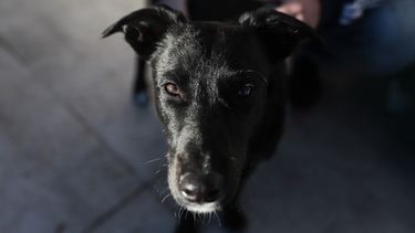 Los políticos sanjuaninos que saludaron a sus mascotas en el Día del Animal