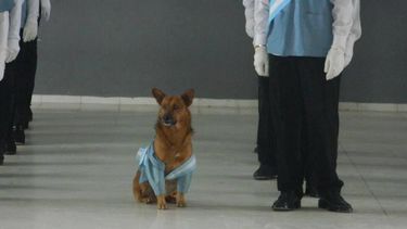 Conocé a Tayson, el perro que va a la escuela y que prometió la bandera