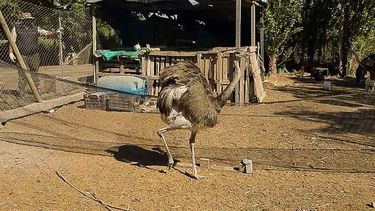 Allanamiento en Pocito: rescataron aves, liebres, ¡y cuatro ñandúes!