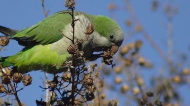 Las catas y los loros arrasan en Mendoza, ¿llegan a San Juan?