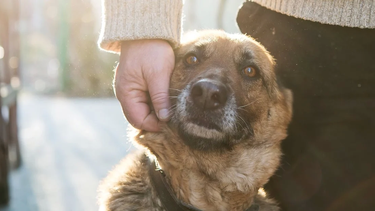 Igualitos: los sanjuaninos que más se parecen a sus mascotas