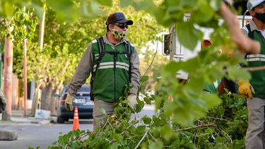 El viento hizo de las suyas en Capital: hubo asistencia municipal por caída de ramas