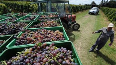 Panorama preocupante: San Juan registra menos superficie cultivada de vid durante el 2021