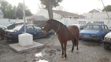 Cauceteros preocupados por un caballo perdido que busca a su dueño