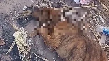 Rescataron a una perrita en un estado estremecedor: piden ayuda para asistirla