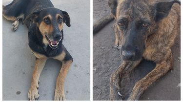 Proteccionistas sanjuaninas denunciarán a un comisario de Caucete por correr a los perritos de la Seccional