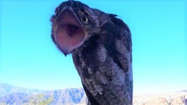 Pobladores de Colola avistaron un ave muy extraña en la zona