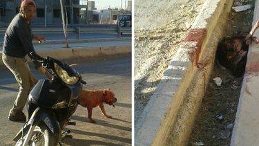 Otra polémica por un pitbull que mató a un perro y despertó indignación en las redes