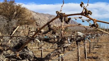 Los viñateros hicieron fuego para combatir heladas y les hicieron actas de infracción