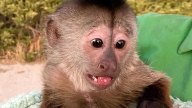 El principal sospechoso: ¿un mono hizo un llamado al 911?