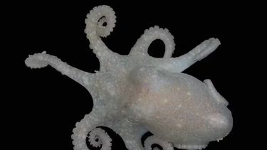 Los pulpos guardan en su ADN información sobre la composición del hielo en la Antártida.